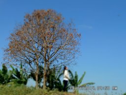 Ngọc Song